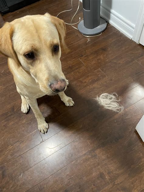 do labradors shed